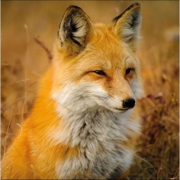 Fox Szalvéta